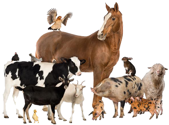 Hospodářská zvířata